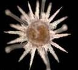 File:Sea urchin 1.jpg