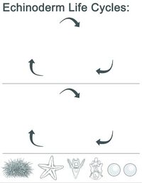 Echinoderm Life Cycles.jpg