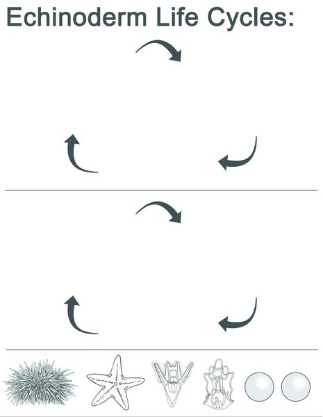 File:Echinoderm Life Cycles.jpg