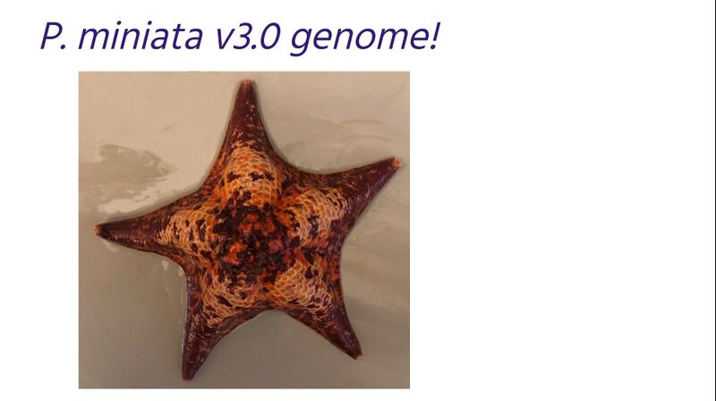 File:P. miniata v3.0 genome.jpg