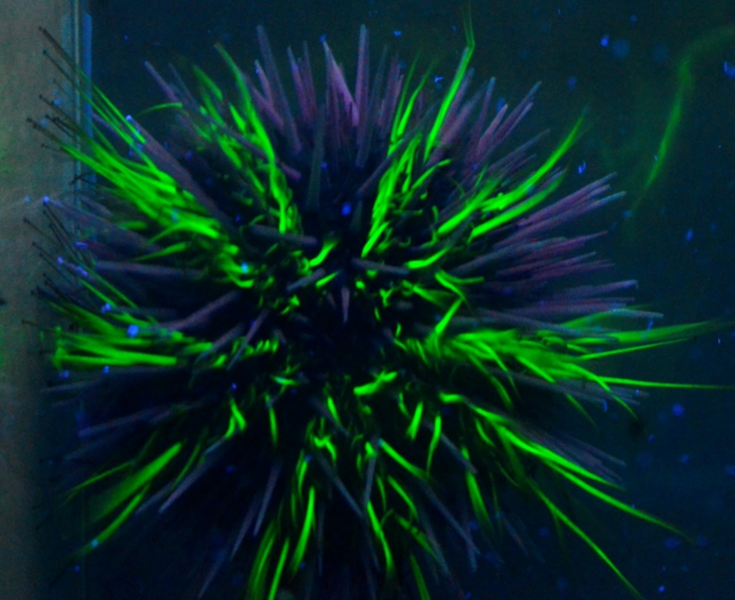 File:Fluorescein urchin.png