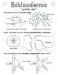 Echinoderm Worksheet.jpg