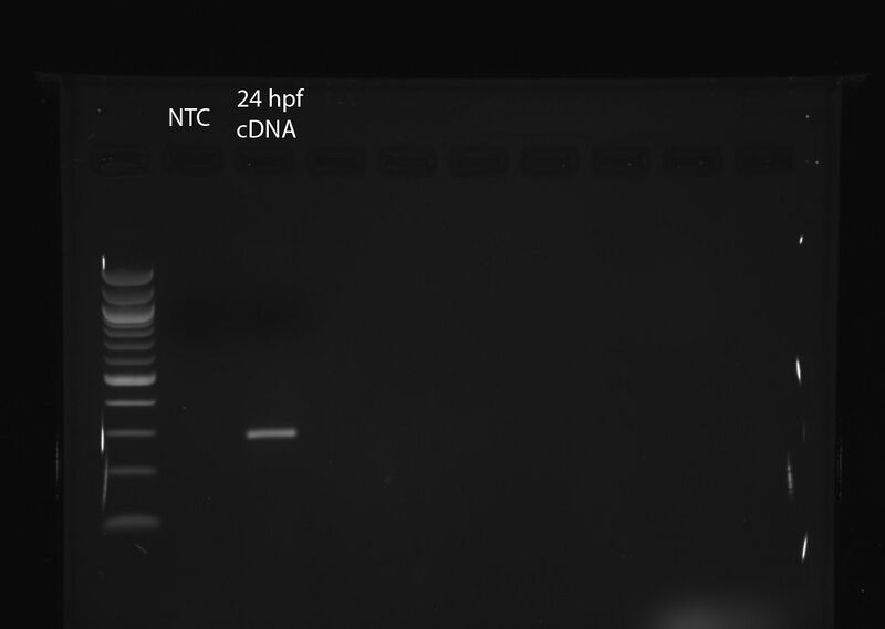 File:PCR 24hpf cox17.jpg