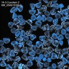 early embryo: late gastrula stage, mid-gastrula stage, mid-mesenchyme blastula stage (DAPI overlay)
