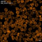 early embryo: late gastrula stage, mid-gastrula stage, mid-mesenchyme blastula stage (HCR signal)