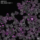 early embryo: late gastrula stage, mid-gastrula stage, mid-mesenchyme blastula stage (DAPI overlay)
