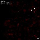 early embryo: late gastrula stage, mid-gastrula stage, mid-mesenchyme blastula stage (HCR signal)
