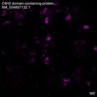 early embryo: late gastrula stage, mid-gastrula stage, mid-mesenchyme blastula stage (HCR signal)