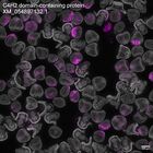 early embryo: late gastrula stage, mid-gastrula stage, mid-mesenchyme blastula stage (DAPI overlay)