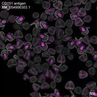 early embryo: late gastrula stage, mid-gastrula stage, mid-mesenchyme blastula stage (DAPI overlay)