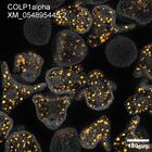 early embryo: late gastrula stage, mid-gastrula stage, mid-mesenchyme blastula stage (DAPI overlay)