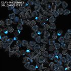 early embryo: late gastrula stage, mid-gastrula stage, mid-mesenchyme blastula stage (DAPI overlay)
