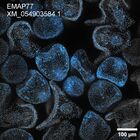 early embryo: late gastrula stage, mid-gastrula stage, mid-mesenchyme blastula stage (DAPI overlay)