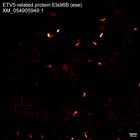 early embryo: late gastrula stage, mid-gastrula stage, mid-mesenchyme blastula stage (HCR signal)