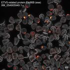 early embryo: late gastrula stage, mid-gastrula stage, mid-mesenchyme blastula stage (DAPI overlay)