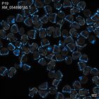 early embryo: late gastrula stage, mid-gastrula stage, mid-mesenchyme blastula stage (DAPI overlay)