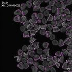 early embryo: late gastrula stage, mid-gastrula stage, mid-mesenchyme blastula stage (DAPI overlay)