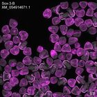 early embryo: late gastrula stage, mid-gastrula stage, mid-mesenchyme blastula stage (DAPI overlay)
