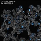 early embryo: late gastrula stage, mid-gastrula stage, mid-mesenchyme blastula stage (DAPI overlay)