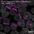 early embryo: late gastrula stage, mid-gastrula stage, mid-mesenchyme blastula stage (DAPI overlay)