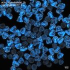 early embryo: late gastrula stage, mid-gastrula stage, mid-mesenchyme blastula stage (DAPI overlay)