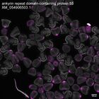 early embryo: late gastrula stage, mid-gastrula stage, mid-mesenchyme blastula stage (DAPI overlay)