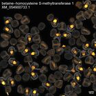 early embryo: late gastrula stage, mid-gastrula stage, mid-mesenchyme blastula stage (DAPI overlay)