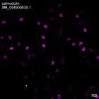 early embryo: late gastrula stage, mid-gastrula stage, mid-mesenchyme blastula stage (HCR signal)