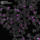 early embryo: late gastrula stage, mid-gastrula stage, mid-mesenchyme blastula stage (DAPI overlay)