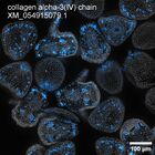 early embryo: late gastrula stage, mid-gastrula stage, mid-mesenchyme blastula stage (DAPI overlay)