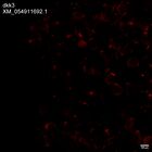 early embryo: late gastrula stage, mid-gastrula stage, mid-mesenchyme blastula stage (HCR signal)