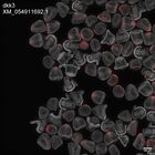 early embryo: late gastrula stage, mid-gastrula stage, mid-mesenchyme blastula stage (DAPI overlay)