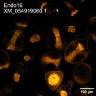 early embryo: late gastrula stage, mid-gastrula stage, mid-mesenchyme blastula stage (HCR signal)