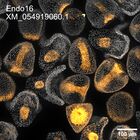 early embryo: late gastrula stage, mid-gastrula stage, mid-mesenchyme blastula stage (DAPI overlay)