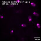 early embryo: late gastrula stage, mid-gastrula stage, mid-mesenchyme blastula stage (HCR signal)