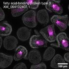 early embryo: late gastrula stage, mid-gastrula stage, mid-mesenchyme blastula stage (DAPI overlay)