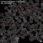 early embryo: late gastrula stage, mid-gastrula stage, mid-mesenchyme blastula stage (DAPI overlay)