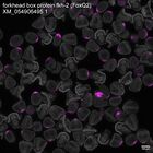 early embryo: late gastrula stage, mid-gastrula stage, mid-mesenchyme blastula stage (DAPI overlay)
