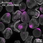early embryo: late gastrula stage, mid-gastrula stage, mid-mesenchyme blastula stage (DAPI overlay)