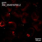 early embryo: late gastrula stage, mid-gastrula stage, mid-mesenchyme blastula stage (HCR signal)
