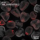 early embryo: late gastrula stage, mid-gastrula stage, mid-mesenchyme blastula stage (DAPI overlay)