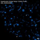 early embryo: late gastrula stage, mid-gastrula stage, mid-mesenchyme blastula stage (HCR signal)