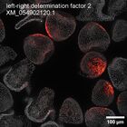 early embryo: late gastrula stage, mid-gastrula stage, mid-mesenchyme blastula stage (DAPI overlay)