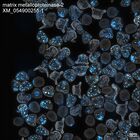early embryo: late gastrula stage, mid-gastrula stage, mid-mesenchyme blastula stage (DAPI overlay)