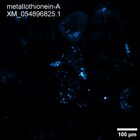 early embryo: late gastrula stage, mid-gastrula stage, mid-mesenchyme blastula stage (HCR signal)