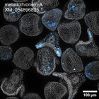 early embryo: late gastrula stage, mid-gastrula stage, mid-mesenchyme blastula stage (DAPI overlay)