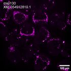early embryo: late gastrula stage, mid-gastrula stage, mid-mesenchyme blastula stage (HCR signal)