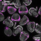 early embryo: late gastrula stage, mid-gastrula stage, mid-mesenchyme blastula stage (DAPI overlay)