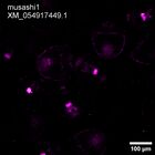 early embryo: late gastrula stage, mid-gastrula stage, mid-mesenchyme blastula stage (HCR signal)