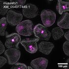 early embryo: late gastrula stage, mid-gastrula stage, mid-mesenchyme blastula stage (DAPI overlay)